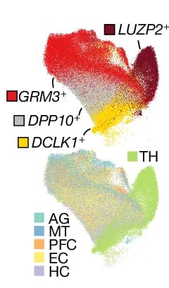 Open access visualization of Scatter Plot, UMAP, UMAP Plot, Astrocyte Nuclei, Astrocyte Subtype