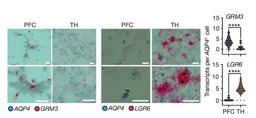 Open access visualization of Microscopy, Violin Plot, RNAscope Validation, GRM3, LGR6