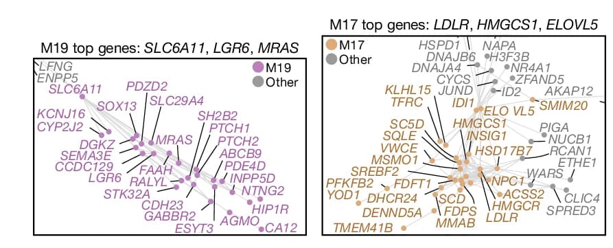 Open access visualization of Network, Gene-Gene Network, Astrocyte Modules, LUZP2 Astrocytes, Cholesterol Biosynthesis