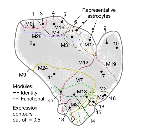 Open access visualization of Illustration, Module Contours, Astrocyte UMAP, Identity Modules, Module Scores