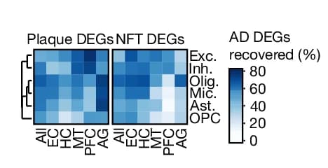 Open access visualization of Heatmap, Clustered, AD DEGs, Neuritic Plaques, NFTs