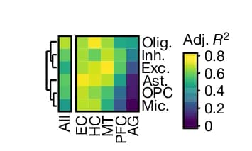 Open access visualization of Heatmap, Clustered, Neuritic Plaques, NFT DEGs, Effect Size
