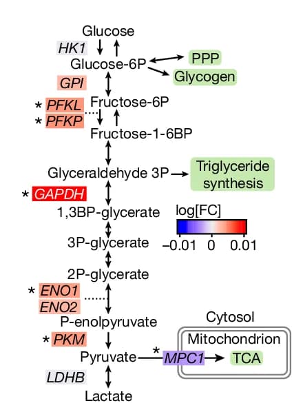 Open access visualization of Workflow, Pathway, Illustration, Glycolysis, Astrocytes
