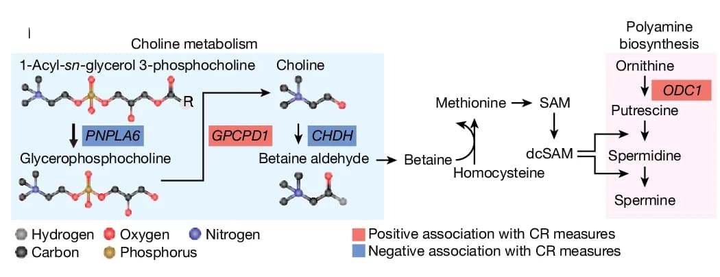 Open access visualization of Workflow, Pathway, Choline Metabolism, Polyamine Biosynthesis, Astrocyte CR Genes