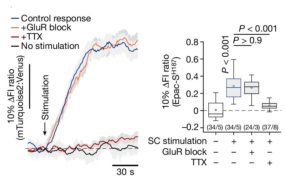 Open access visualization of Line Plot, Error Bars, Box Plot, Intracellular cAMP, Astrocytes