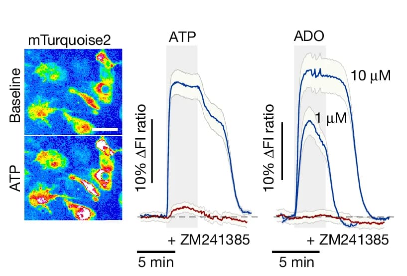Open access visualization of Line Plot, Microscopy, Error Bars, Astrocyte cAMP Responses, ATP