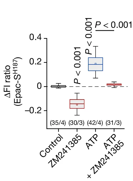 Open access visualization of Box Plot, cAMP, Astrocytes, ZM241385, ATP