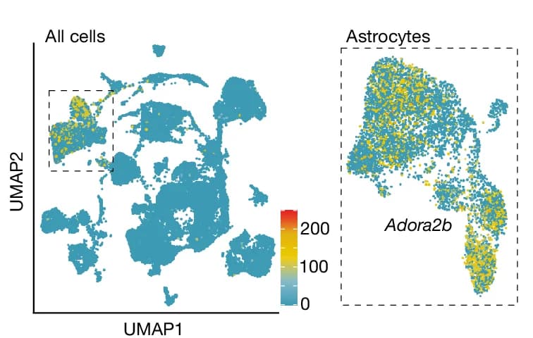 Open access visualization of Scatter Plot, UMAP, Single-Cell RNA-Seq Data, Mouse Brain, Adora2b