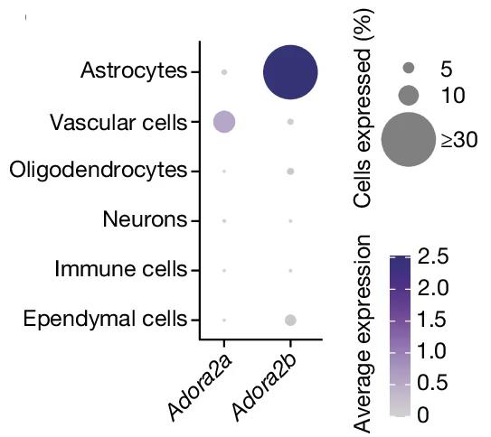 Open access visualization of Bubble Plot, Brain Cells, Marker Genes, Adora2a, Adora2b