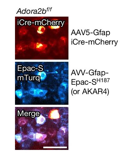 Open access visualization of Microscopy, A2B Receptor, Astrocytes, A2BR-Astro-KD, Adora2b