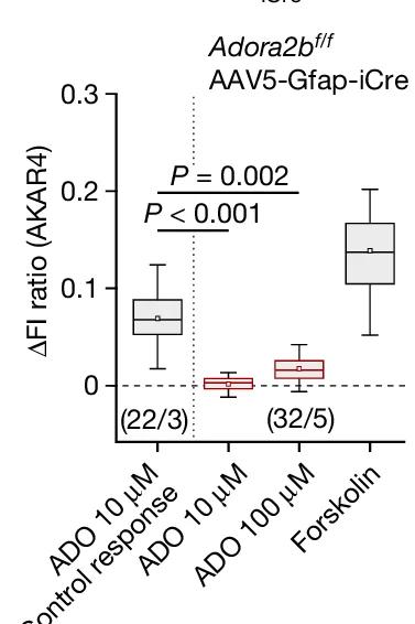 Open access visualization of Box Plot, PKA Activity, Astrocytes, Adenosine, Forskolin