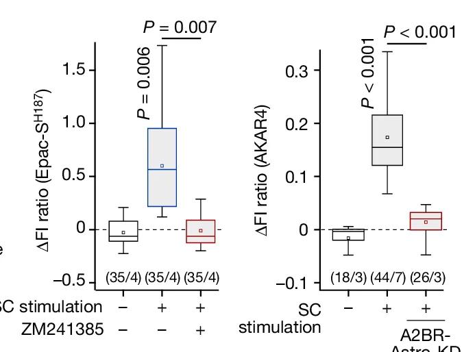 Open access visualization of Box Plot, cAMP, PKA Activity, Astrocytes, CA1 Area