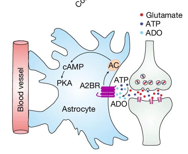 Open access visualization of Workflow, Illustration, Neuronal Activity, cAMP-PKA Signalling, Astrocytes