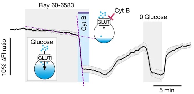 Open access visualization of Line Plot, Error Bars, A2BR Activation, Glucose Transport Blockade, Intracellular Glucose