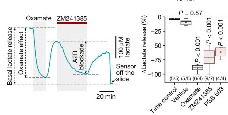 Open access visualization of Line Plot, Box Plot, Lactate Dehydrogenase Inhibition, A2BR Blockade, Lactate Release