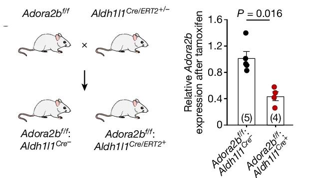 Open access visualization of Bar Plot, Error Bars, Scatter Plot, Adora2b flox/flox Mice, Aldh1l1^{Cre/ERT2+/-} Mice