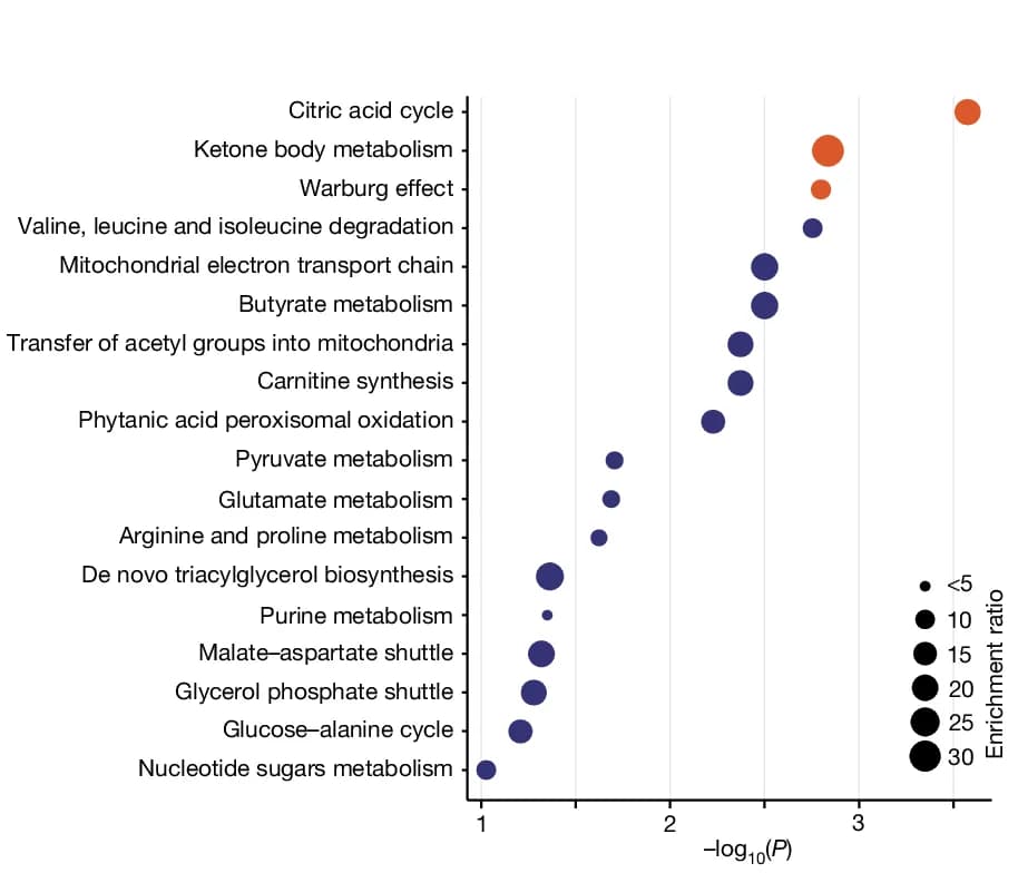 Open access visualization of Bubble Plot, A2BR Deletion, Astrocytes, Brain cAMP