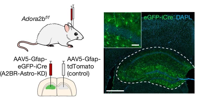 Open access visualization of Microscopy, Illustration, Error Bars, Hippocampal Astrocytes, iCre Recombinase