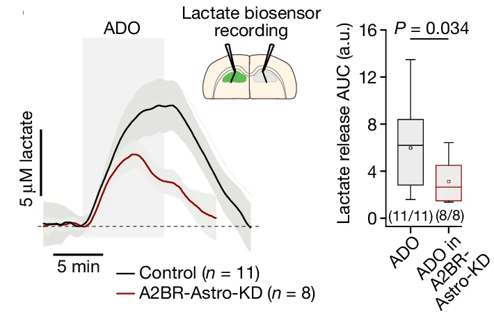 Open access visualization of Line Plot, Error Bars, Box Plot, A2BR Knockdown, Hippocampal Astrocytes