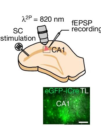 Open access visualization of Illustration, Microscopy, CA1 Astrocytes, Adora2b flox/flox Mice, iCre