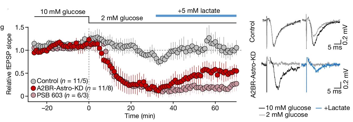 Open access visualization of Line Plot, Error Bars, Time Course, fEPSP, CA1 Area