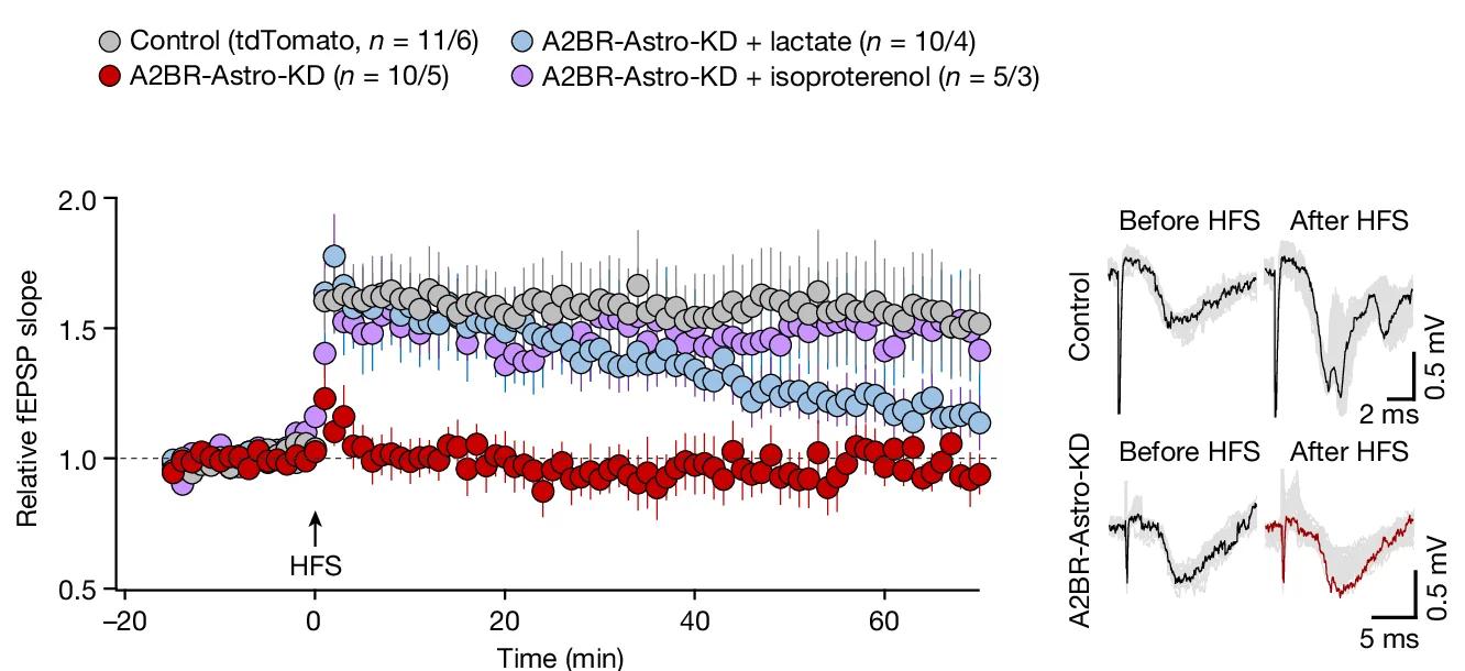 Open access visualization of Line Plot, Error Bars, Time Course, fEPSP, CA1 Area