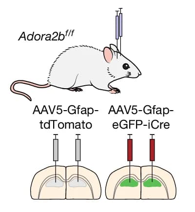 Open access visualization of Illustration, Hippocampal Astrocytes, iCre Recombinase, Reporter Protein, Control