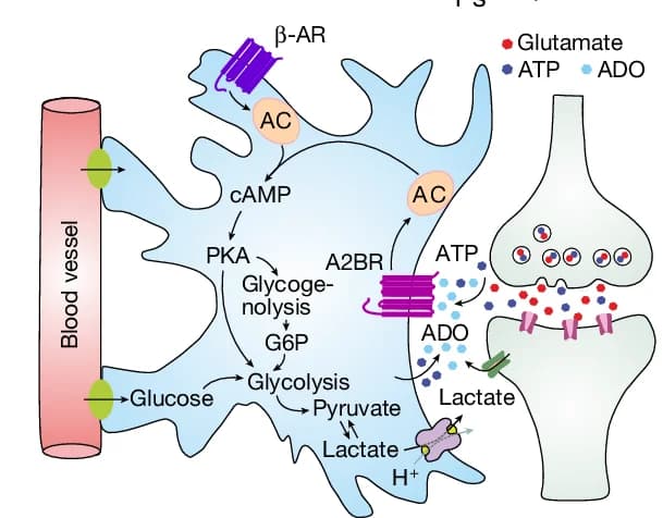 Open access visualization of Workflow, Flowchart, Illustration, Astrocytes, Glucose Metabolism