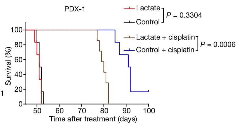 Open access visualization of Survival Curve, Line Step, NSG Mice, PDX-1, Tumors