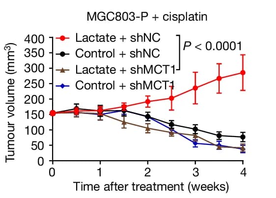 Open access visualization of Line Plot, Error Bars, Tumor Growth, Wild-type, MCT1-knockdown