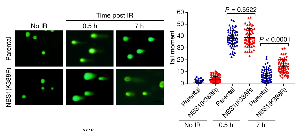 Open access visualization of Scatter Plot, Error Bars, Microscopy, AGS-P Cells, AGS-NBS1(K388R) Cells