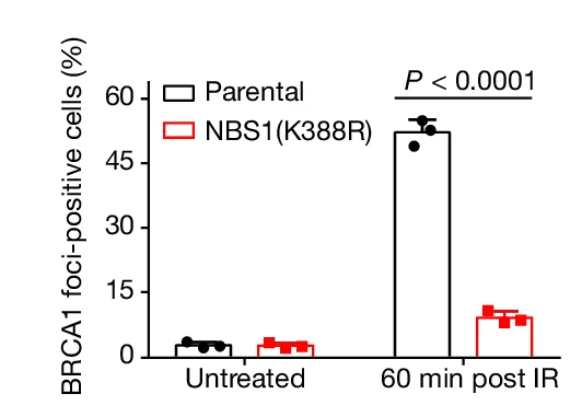 Open access visualization of Bar Plot, Error Bars, AGS-P Cells, AGS-NBS1(K388R) Cells, IR