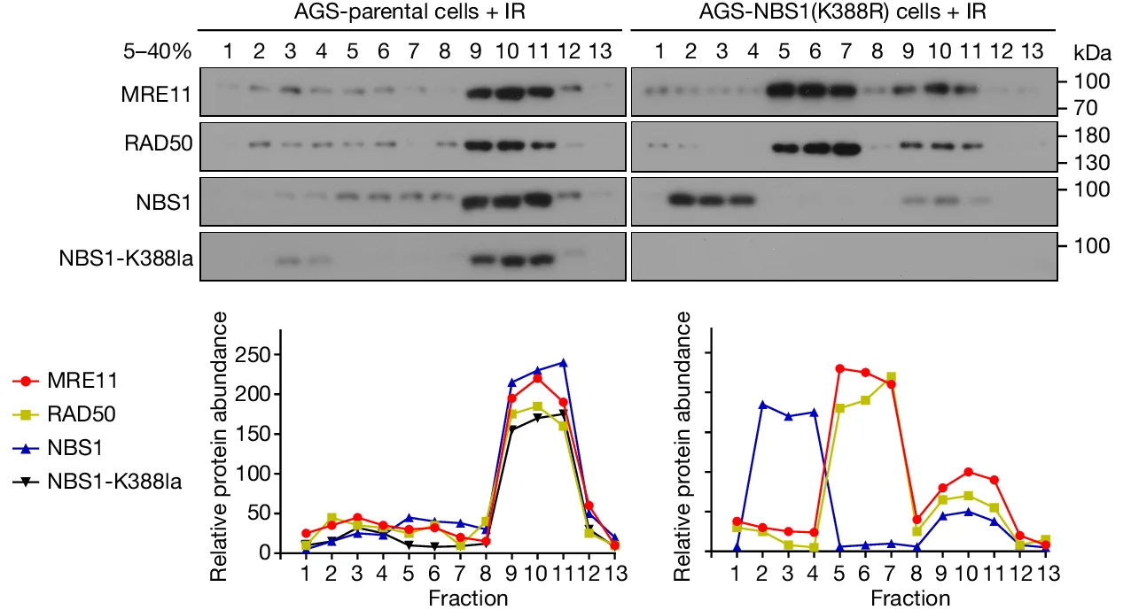 Open access visualization of Line Plot, Gel, AGS-P Cells, AGS-NBS1(K388R) Cells, Sucrose Gradient Centrifugation