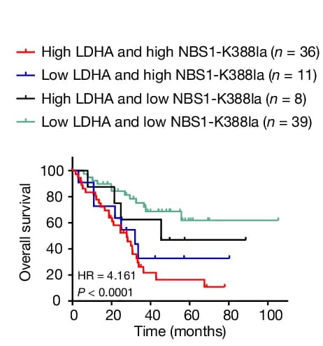 Open access visualization of Survival Curve, K388 NBS1 Lactylation, LDHA Expression, Overall Survival Rate, Log-Rank Test