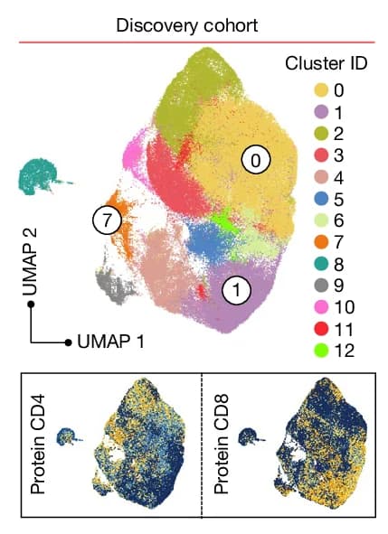 Open access visualization of UMAP, Scatter Plot, Unsupervised Clustering Analysis, CAR T Cells, Discovery Cohort