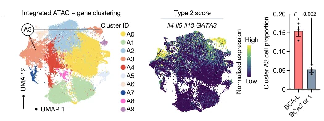 Open access visualization of UMAP, Scatter Plot, Bar Plot, Error Bars, ATAC-Gene UMAP Clustering