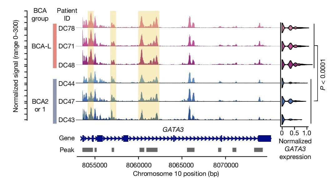 Open access visualization of Line Plot, Violin Plot, Chromatin Accessibility, GATA3, Enhancer Elements