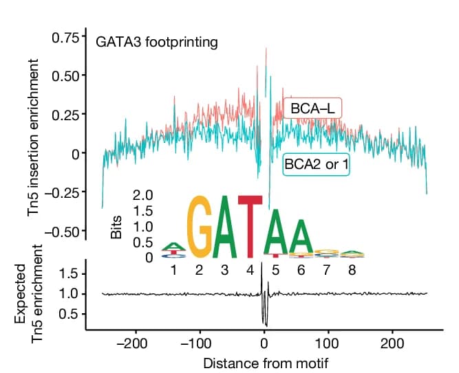Open access visualization of Line Plot, Motif Footprinting, Transcription-Factor-Binding, GATA3, CAR T Cells