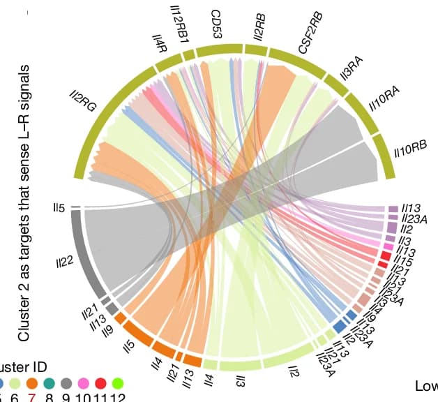 Open access visualization of Chord, L-R Interactions, Cluster 2 Cells