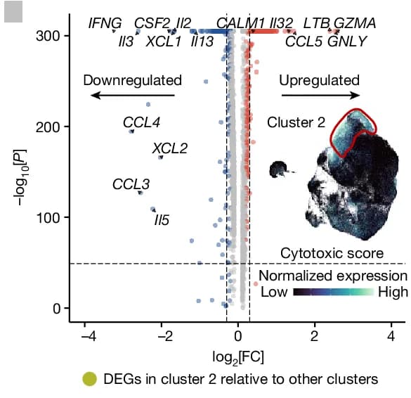Open access visualization of Volcano Plot, Scatter Plot, Photo, DEGs, Cluster 2 Cells