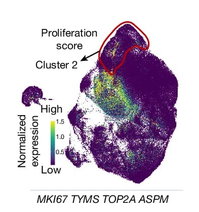 Open access visualization of Scatter Plot, UMAP, Expression Pattern, Proliferation Score