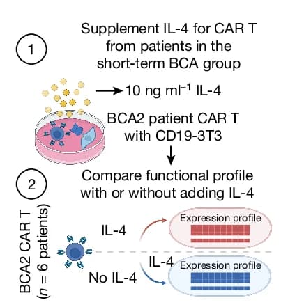 Open access visualization of Workflow, Experimental Schematic, IL-4 Supplementation, CAR T Cells, BCA2 Group
