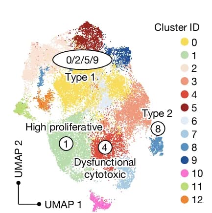 Open access visualization of UMAP, UMAP Clustering Analysis, CAR T Cells, IL-4