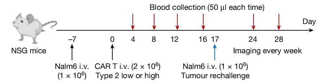 Open access visualization of Workflow, In Vivo Leukemia Model, CAR T Cells, NSG Mice, Nalm6 Cells