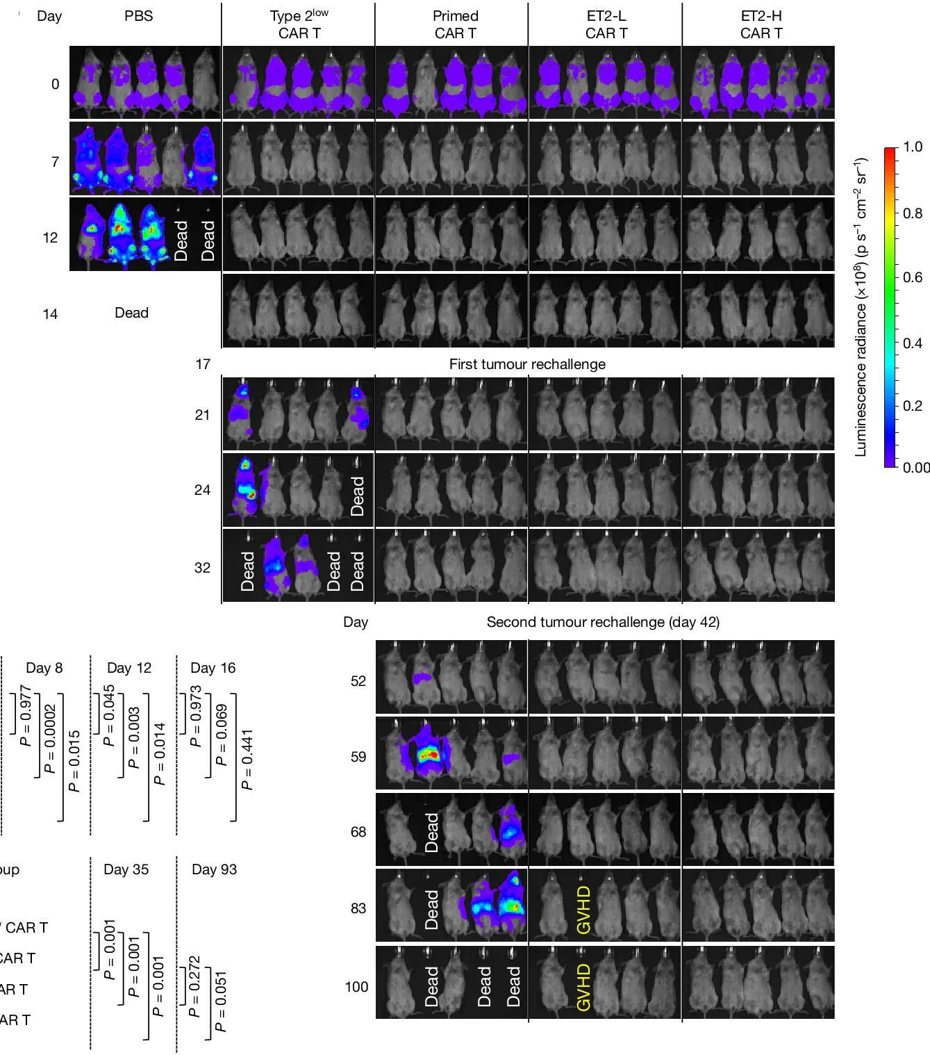 Open access visualization of Photo, Microscopy, Tumor Burden, Bioluminescence, CAR T Cells