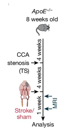 Open access visualization of Workflow, Flowchart, Illustration, Experimental Design, High-Cholesterol Diet Mice