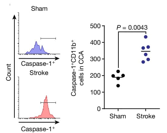 Open access visualization of Density Plot, Scatter Plot, Caspase-1 Activity, Flow Cytometry, CCA
