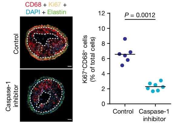 Open access visualization of Scatter Plot, Macrophage Proliferation, Cell Counts