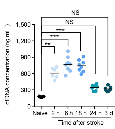 Open access visualization of Scatter Plot, cfDNA Serum Concentrations, Stroke, Naive Mice