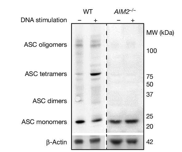 Open access visualization of Gel, Immunoblot, ASC Oligomerization, WT Macrophages, AIM2 -/- Macrophages